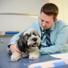 Dog in veterinary exam room, Don Preisler/UCDavis 