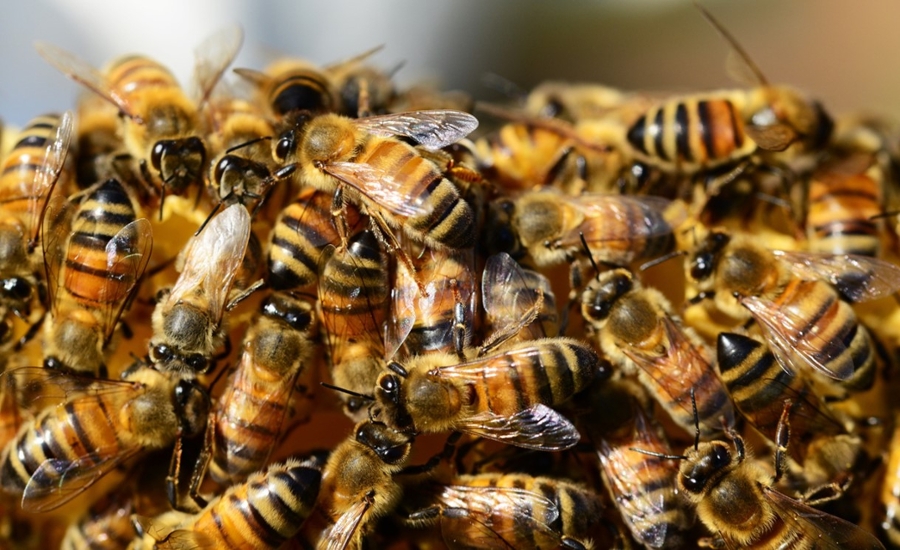 Bees close up