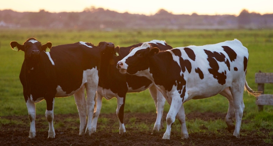 cattles on the field
