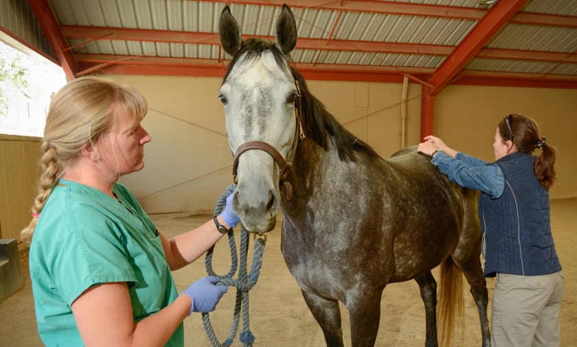 acupuncture and chiropractic adjustments on thoroughbred horse