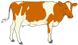 Farm Cow