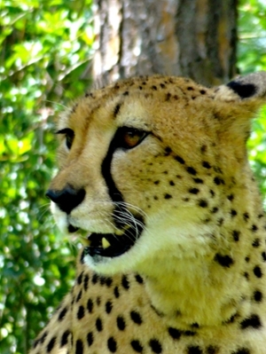 cheetah picture