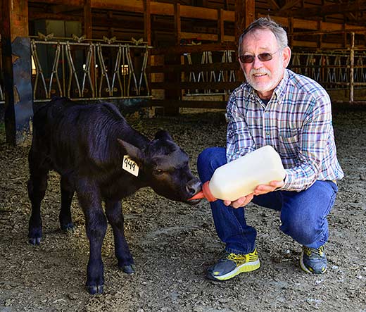 picture of Dr. Jeff Stott feeding a calf