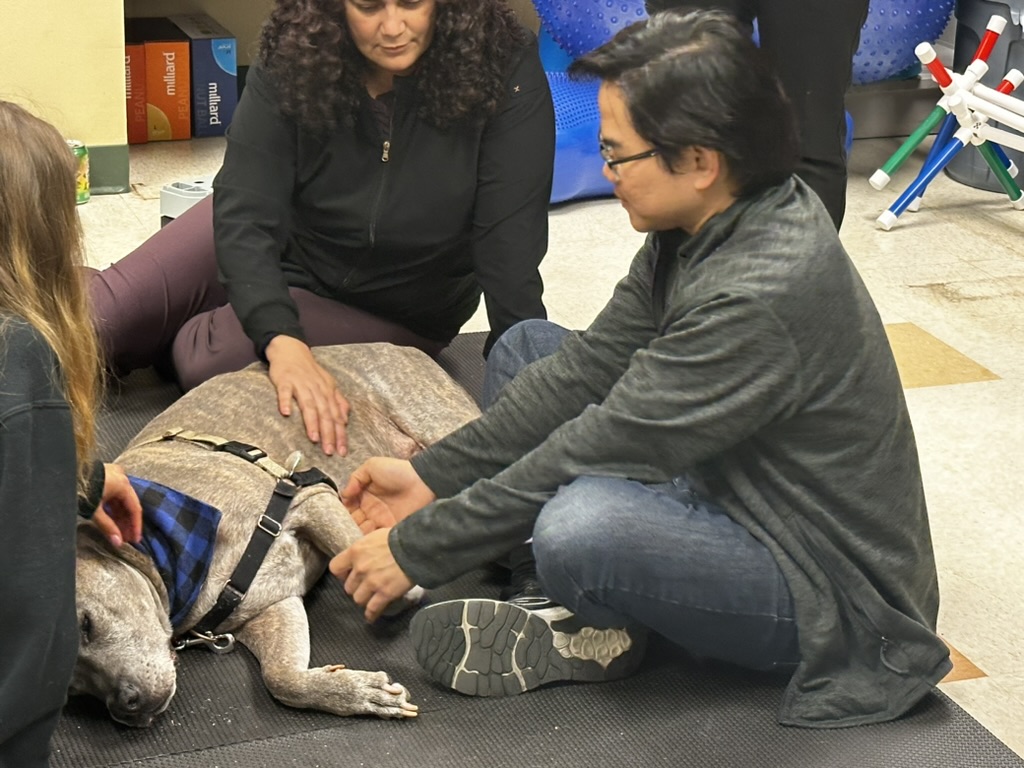 Person treating a dog