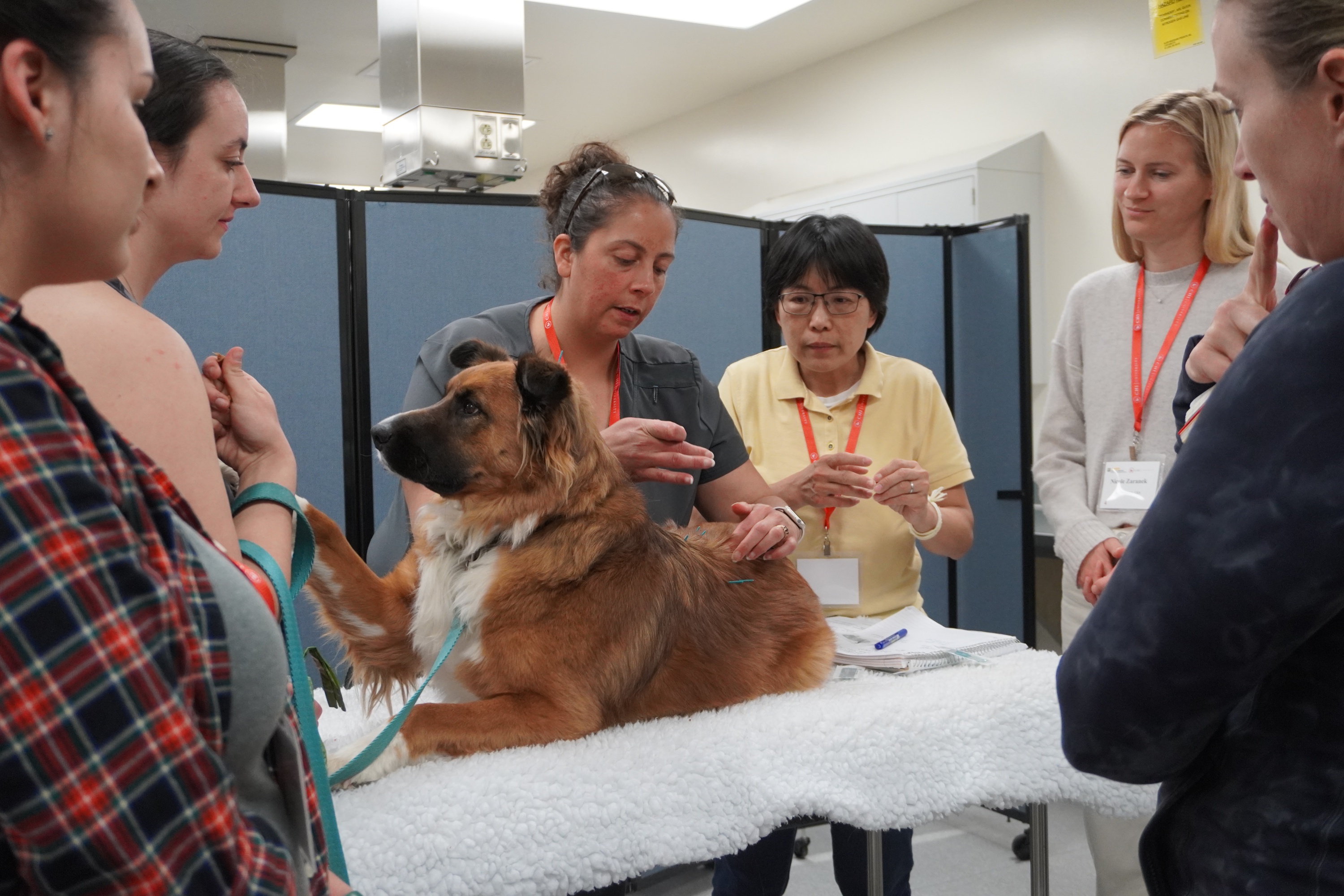 acupuncture demonstration on dog