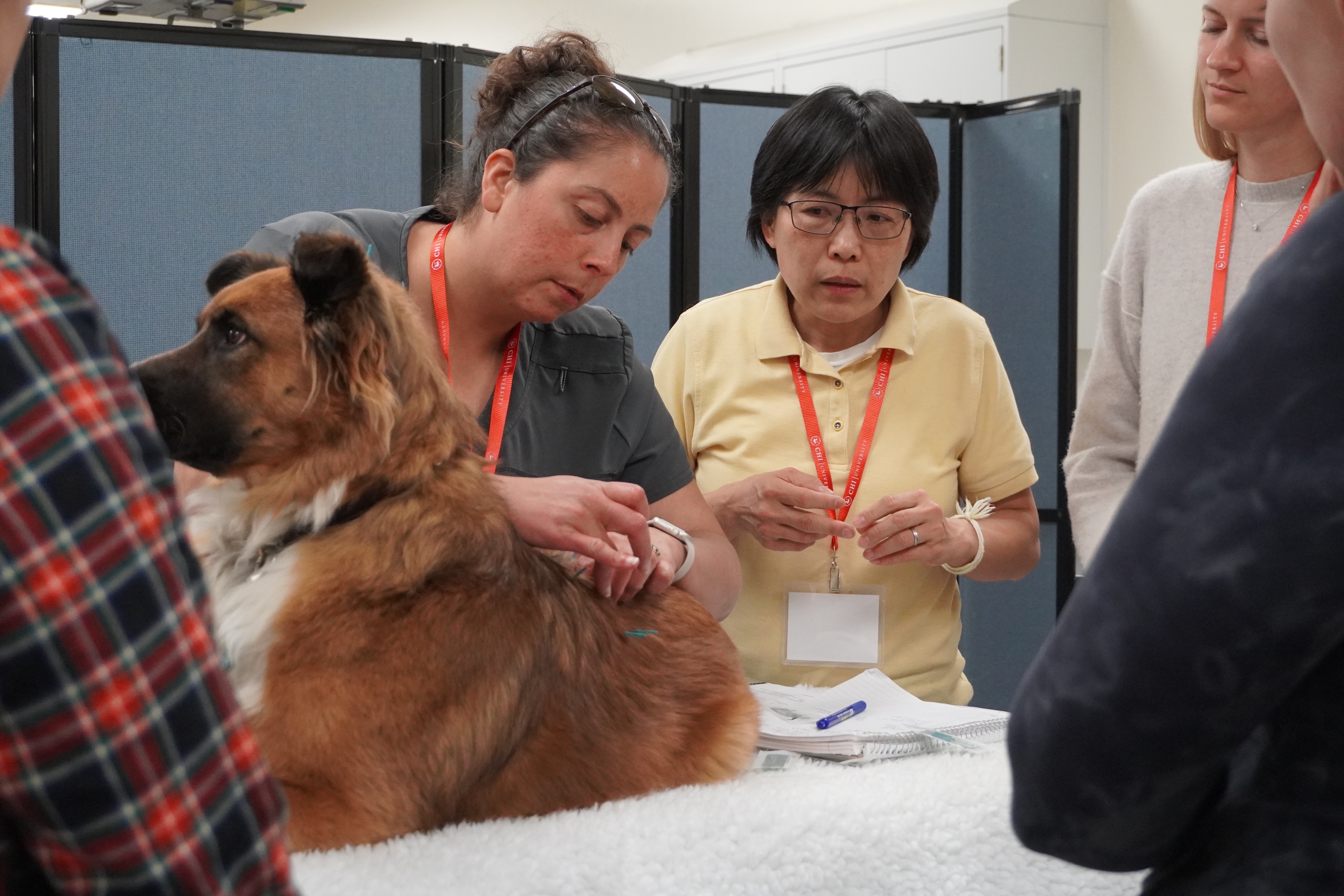Acupuncture on a dog