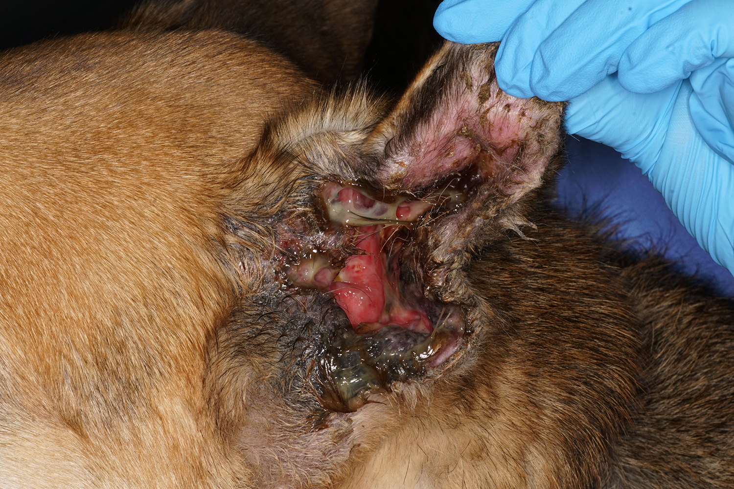Dermatology Photo