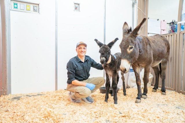 Person holding two donkey