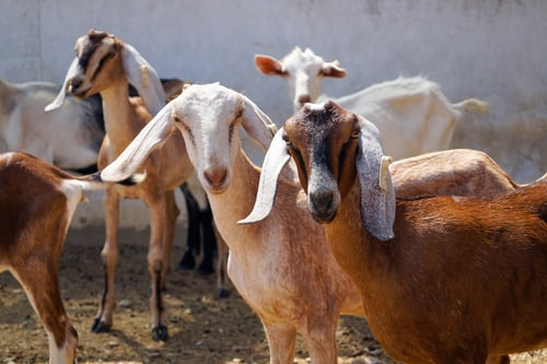 Photo of goats