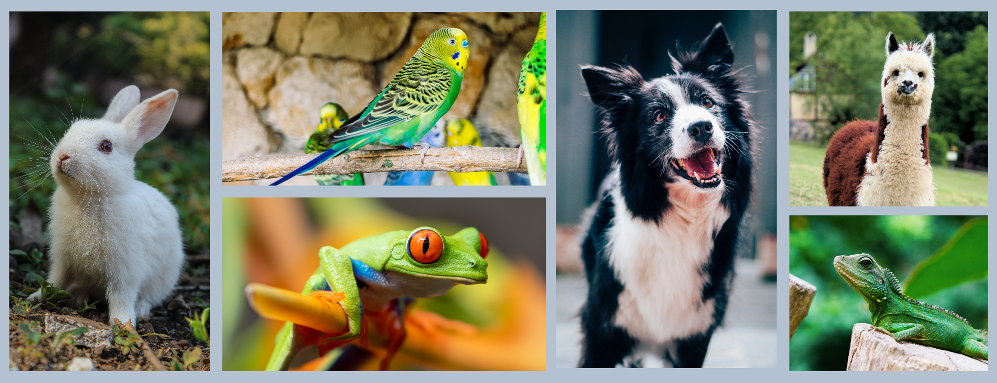 collage of images of (left to right and top to bottom) a rabbit, parakeet, frog, dog, alpaca, and lizard