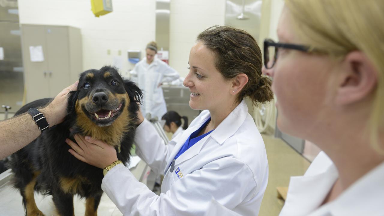 Photo of dog in lab with veterinarians.