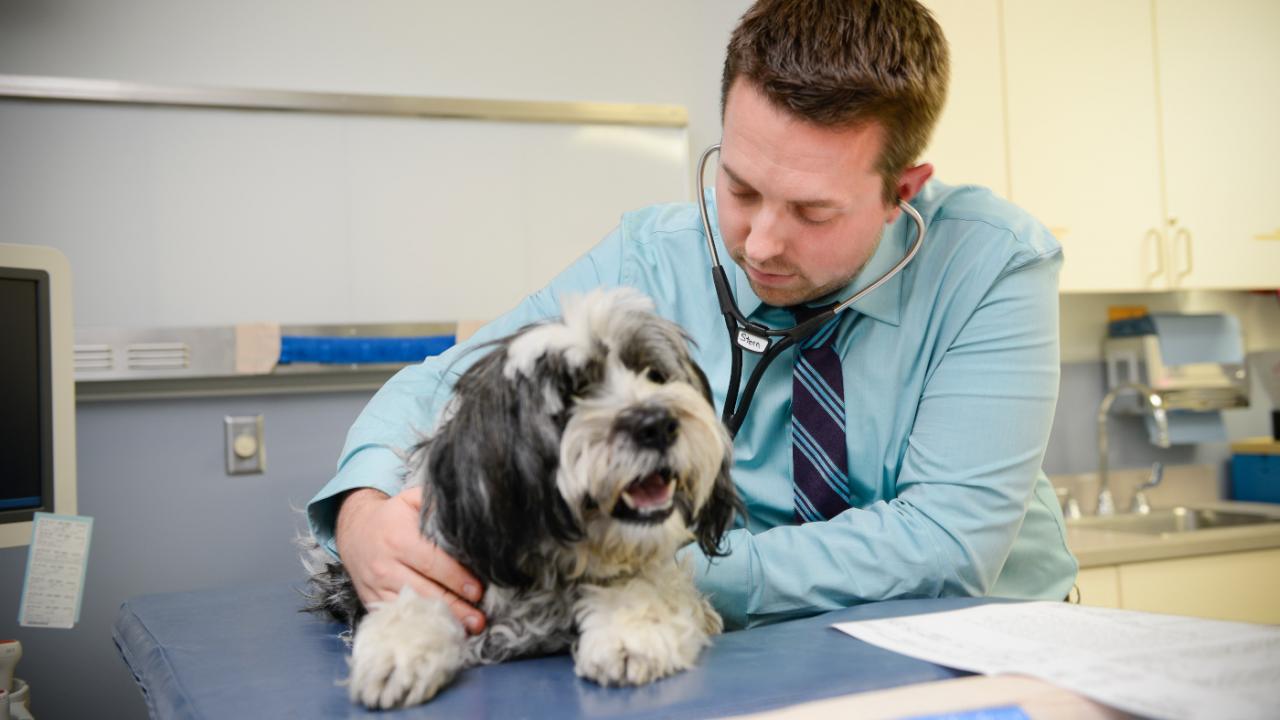 Dog in veterinary exam room, Don Preisler/UCDavis 