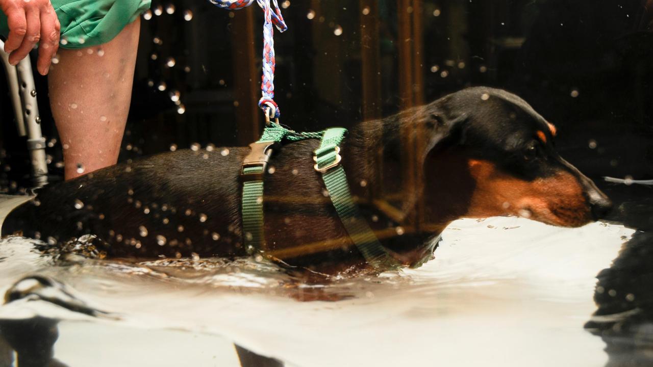 Canine Rehab