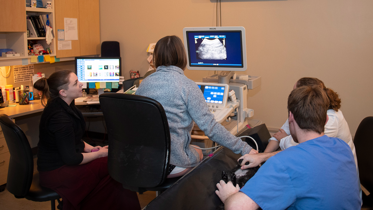 Ultrasound Photo