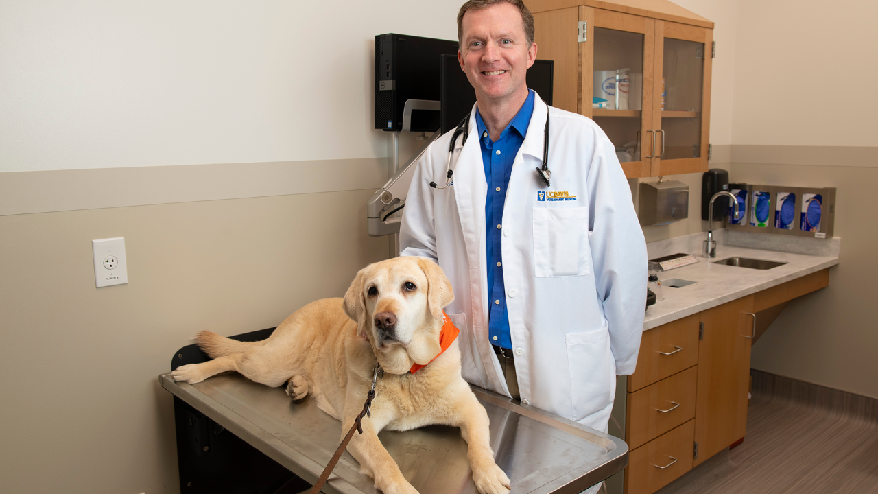 dog and veterinary