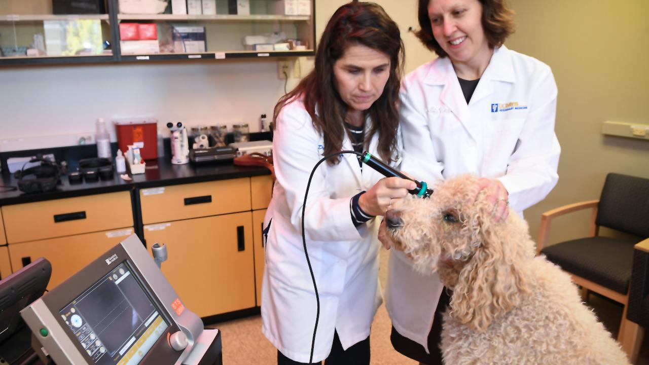 The ophthalmology team examine a client dog utilizing the latest equipment. The Ophthalmology Service is part of the Veterinary Medical Teaching Hospital at The University of California Davis. Photo by Don Preisler/UCDavis © 2019 UC Regents