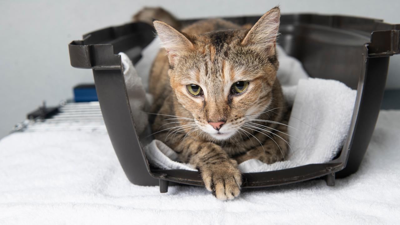 Cat in cat carrier