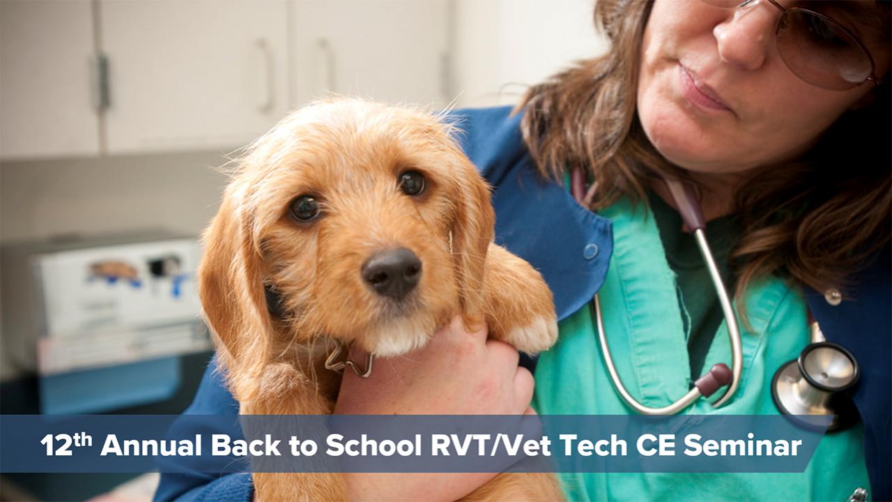 registered veterinary technician holding a terrier puppy