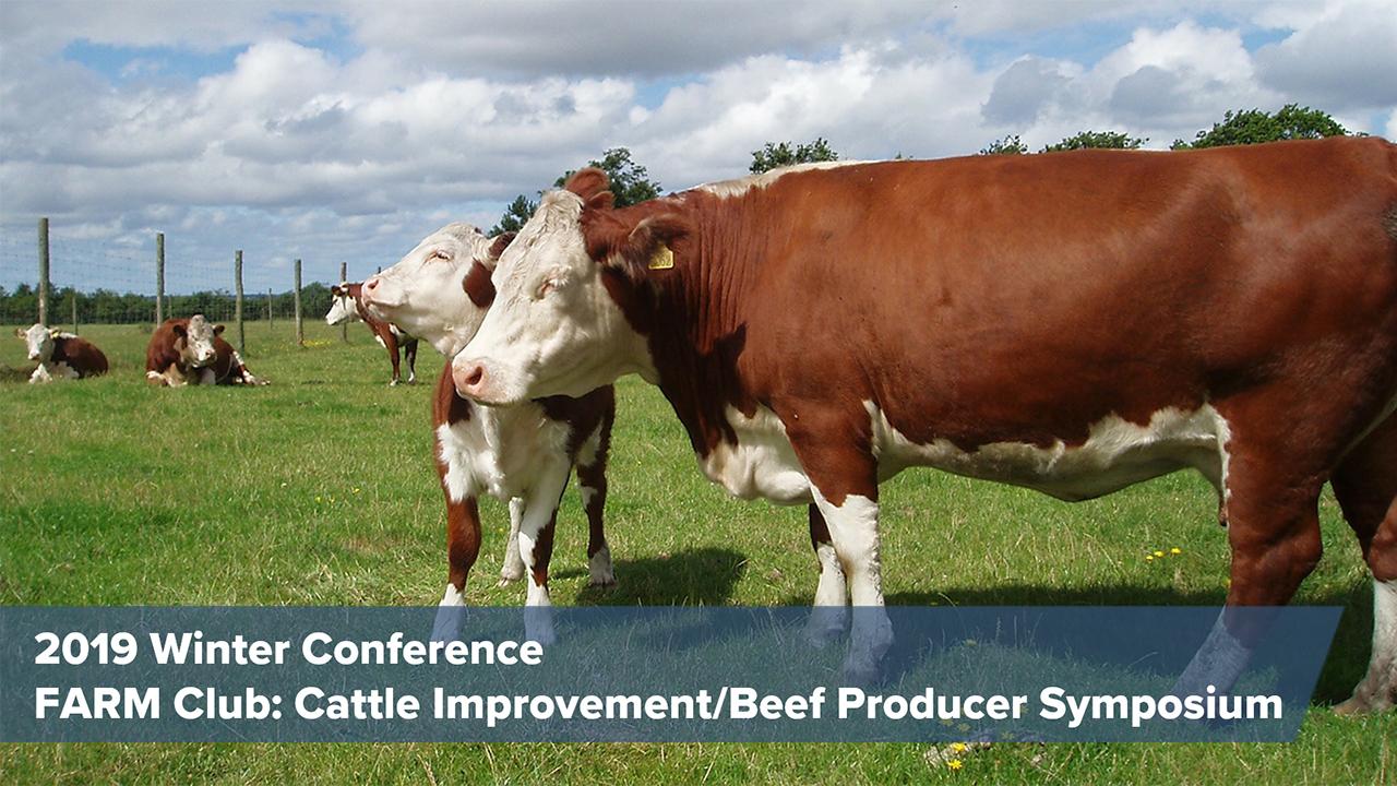 photo of Hereford cattles in grass field