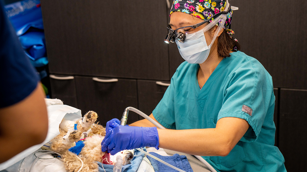 Dentistry Surgery