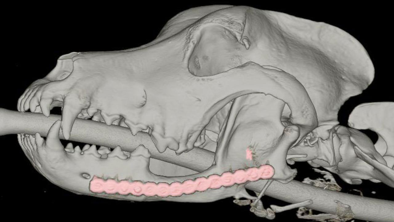 3D rendering of a dog's skull with a bone and highlighted teeth.