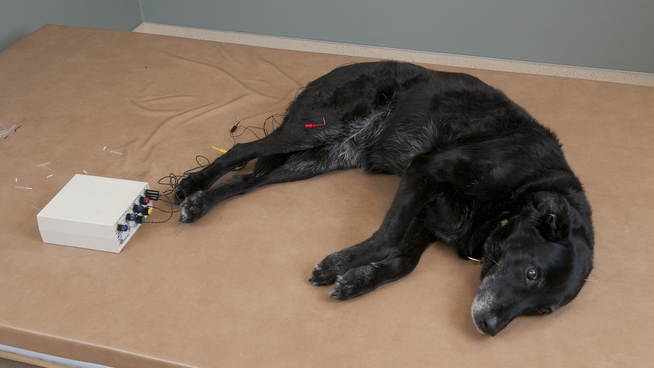 Photo of Acupuncture Dog