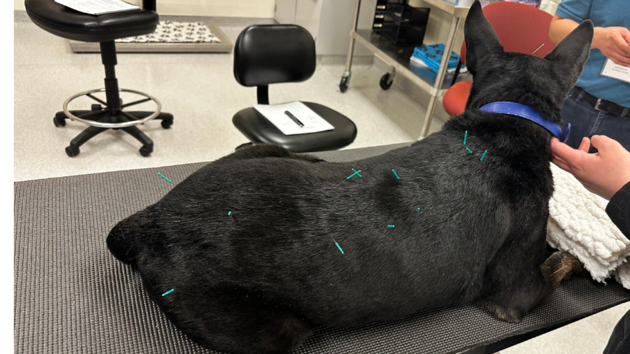 Acupuncture Dog