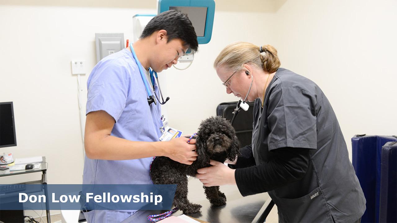vet and student examing dog