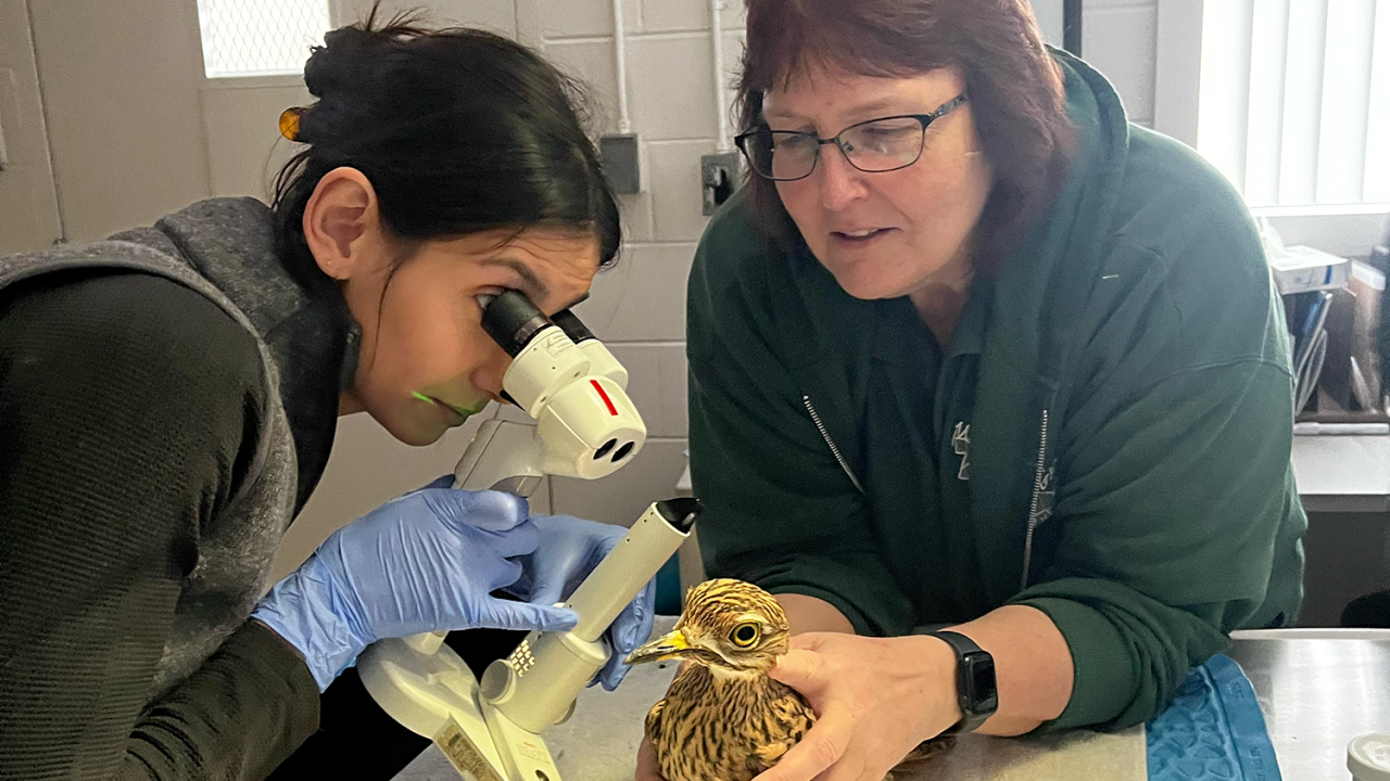 Exotics Ophthalmology