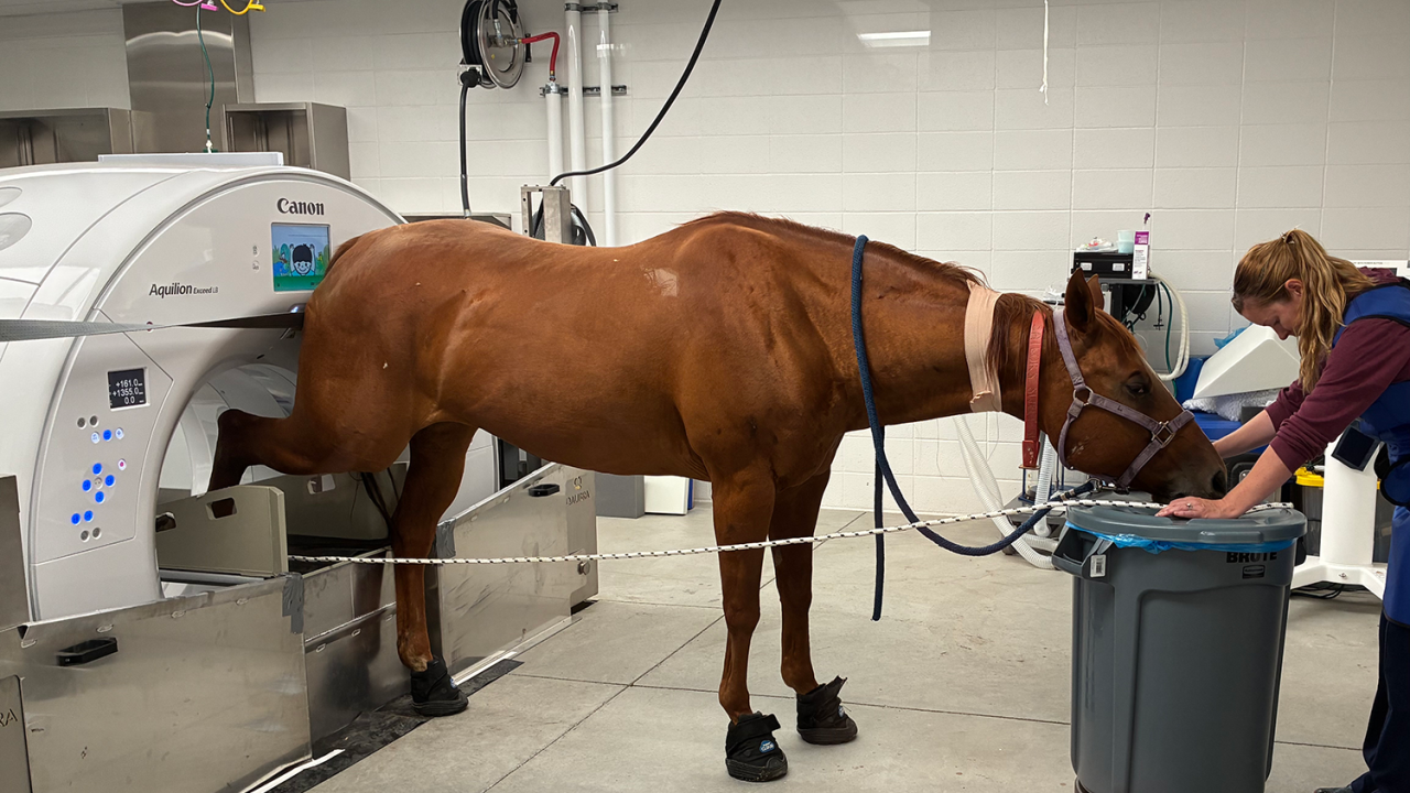 Horse Imaging