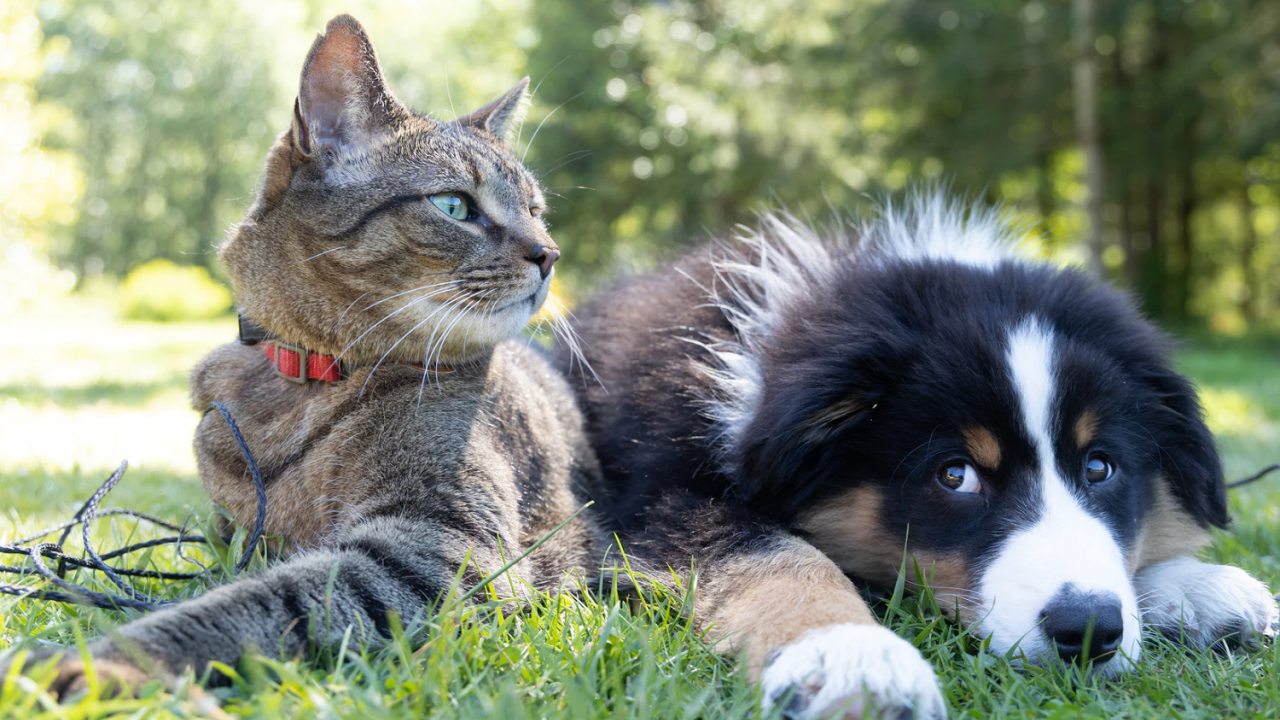 Photo of dog and cat