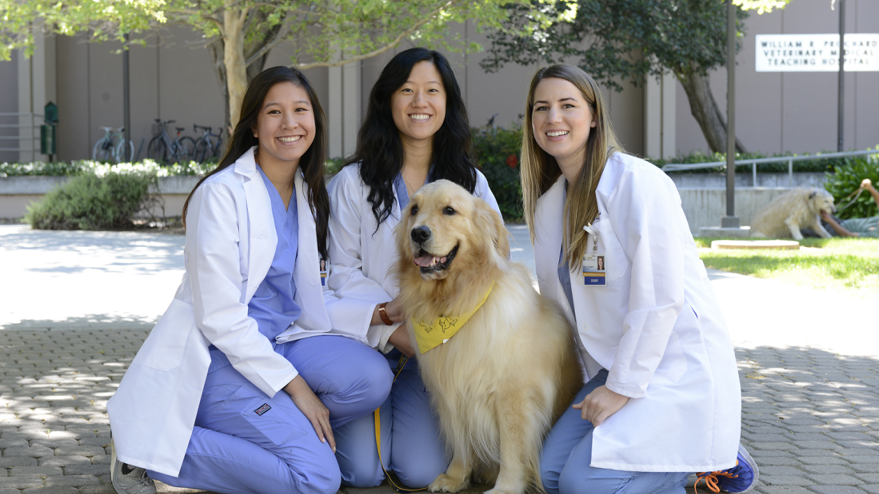 Photo of vet students and dog