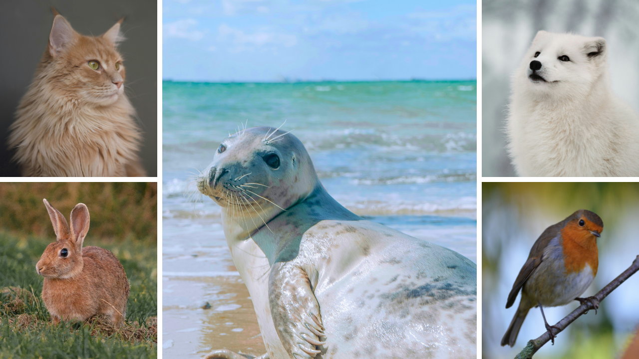 collage of a cat, rabbit, seal, fox, and bird