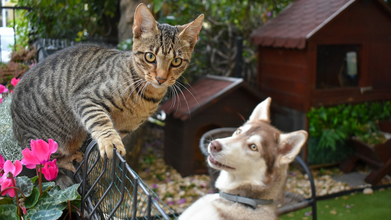 Cat and Dog Photo
