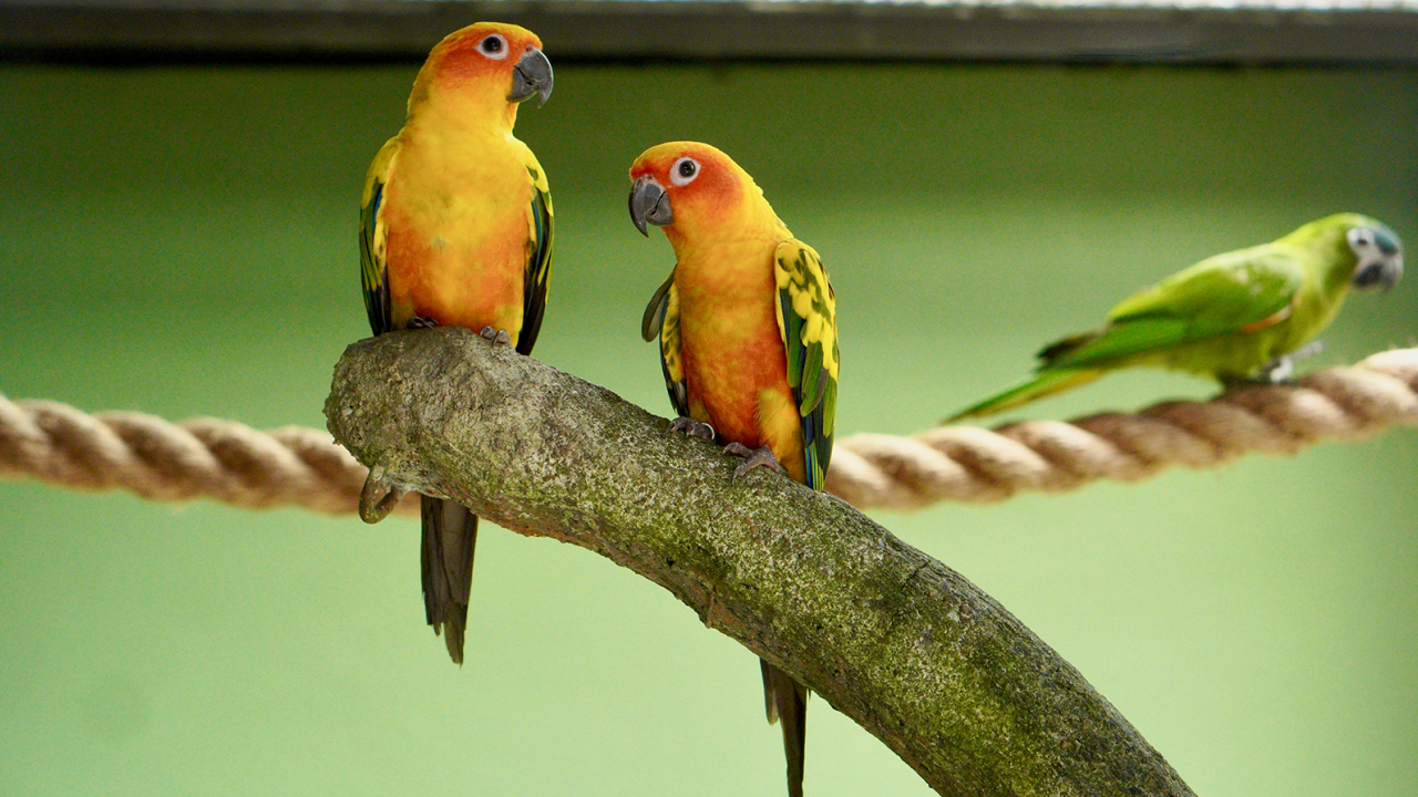 Parrot Photo