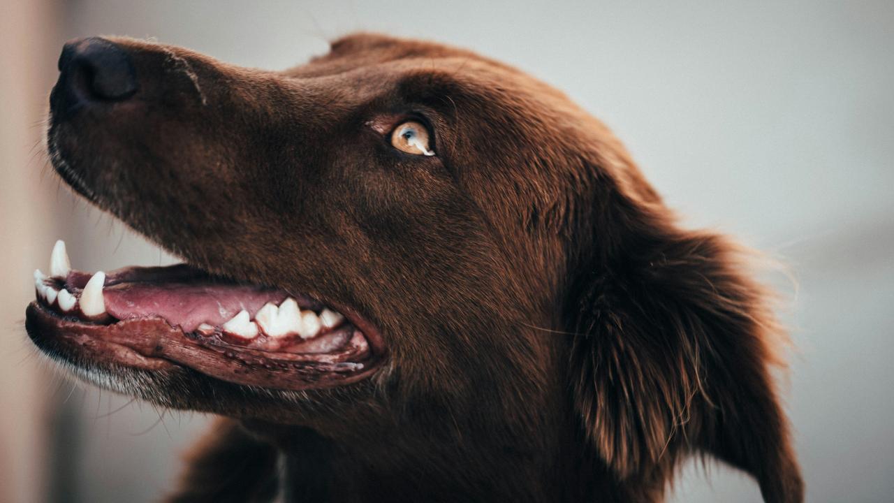 Dog Pic