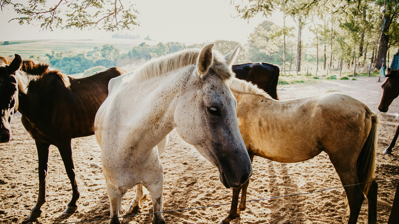 Horses