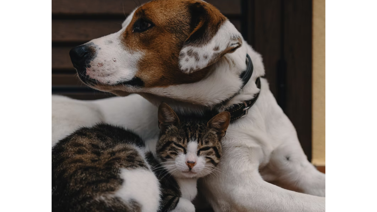 Photo of cat and dog