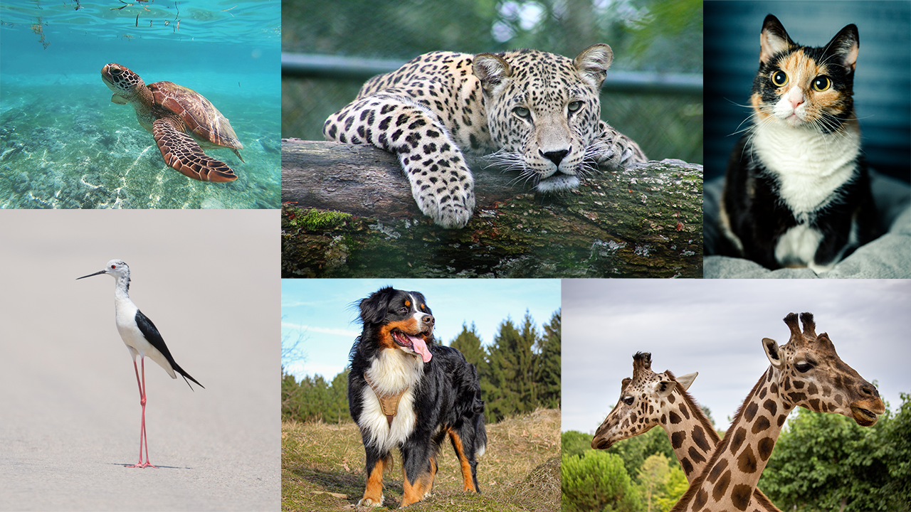 collage of sea turtle, seabird, leopard, dog, cat, and giraffes