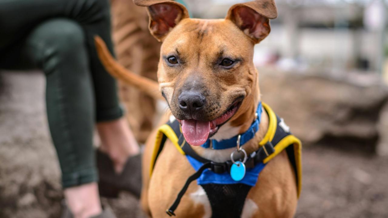 Photo of dog