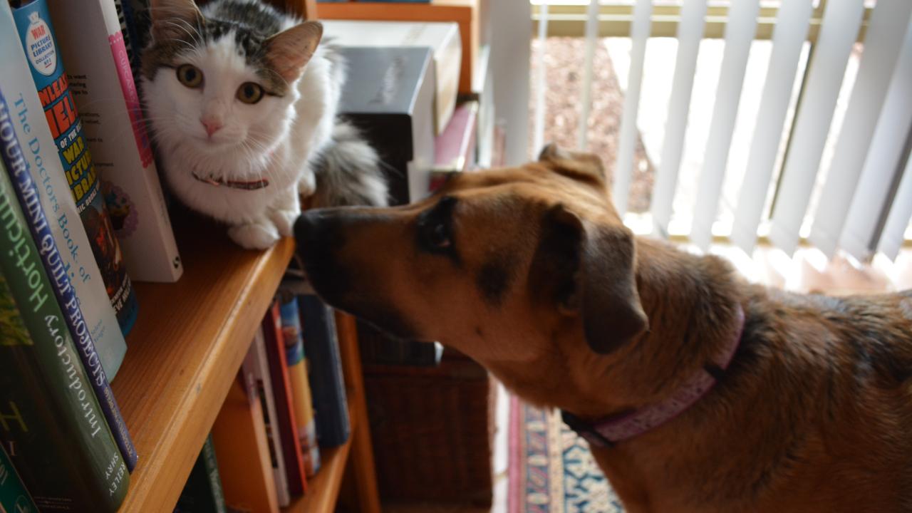 Photo of cat and dog
