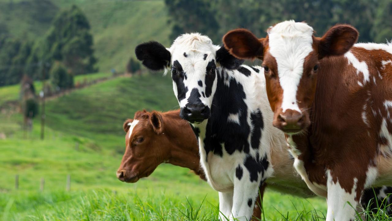 Photo of cattle