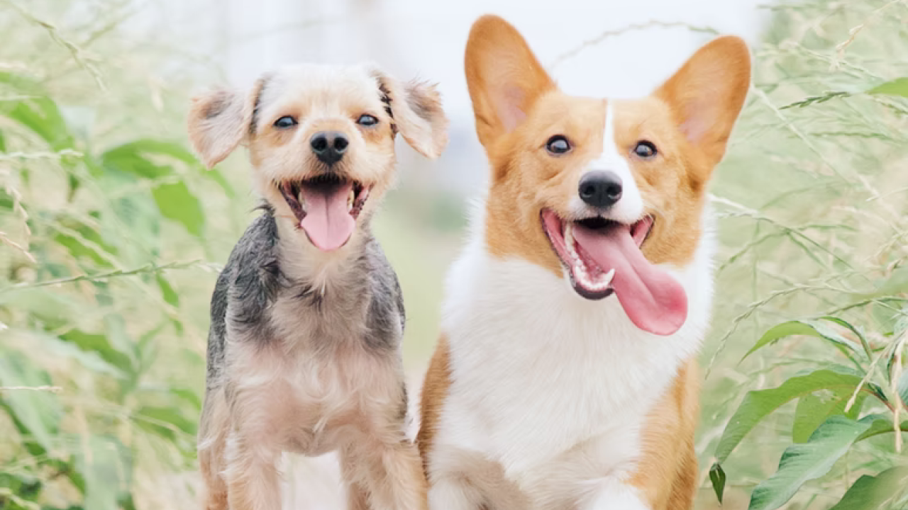 Photo of dog