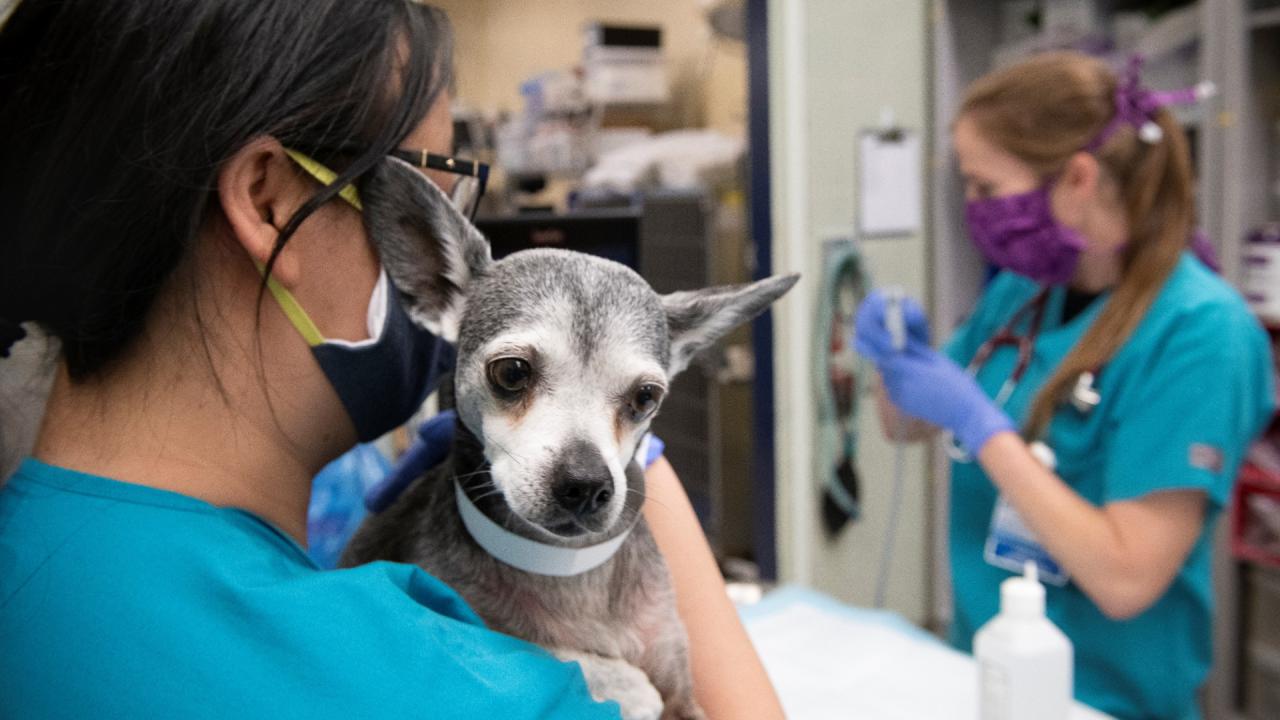 Two veterinarians with small dog