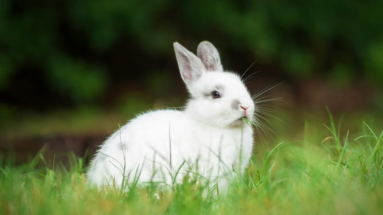 rabbit photo
