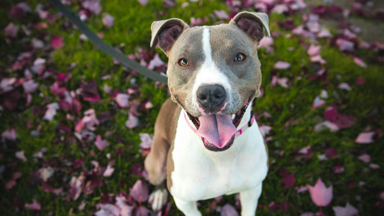 Photo of dog