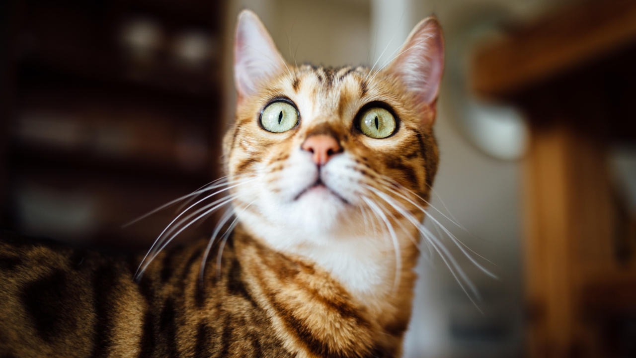 Photo of cat