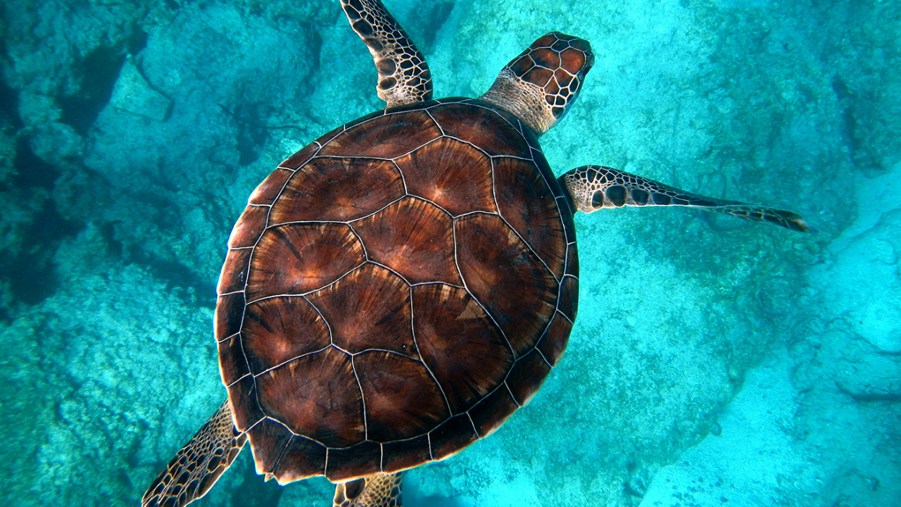 Sea turtle with brown patterned shell swimming over turquoise reef