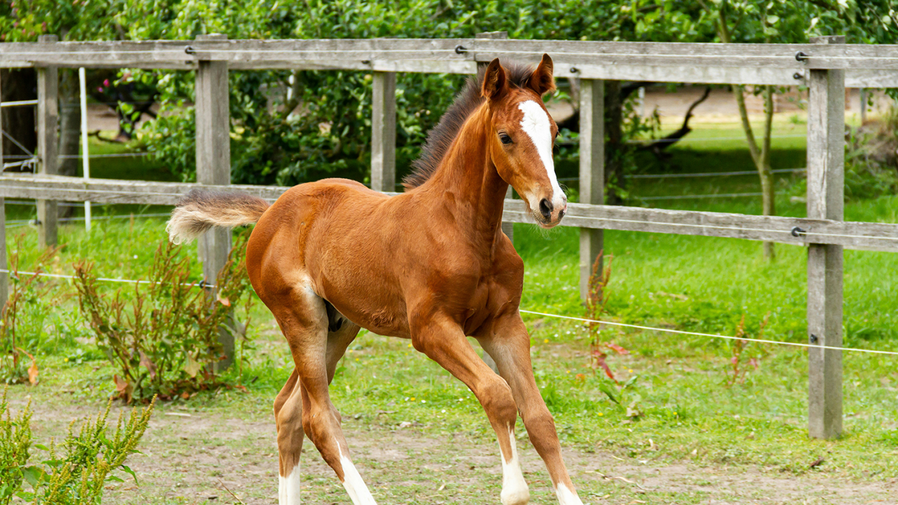 Foal