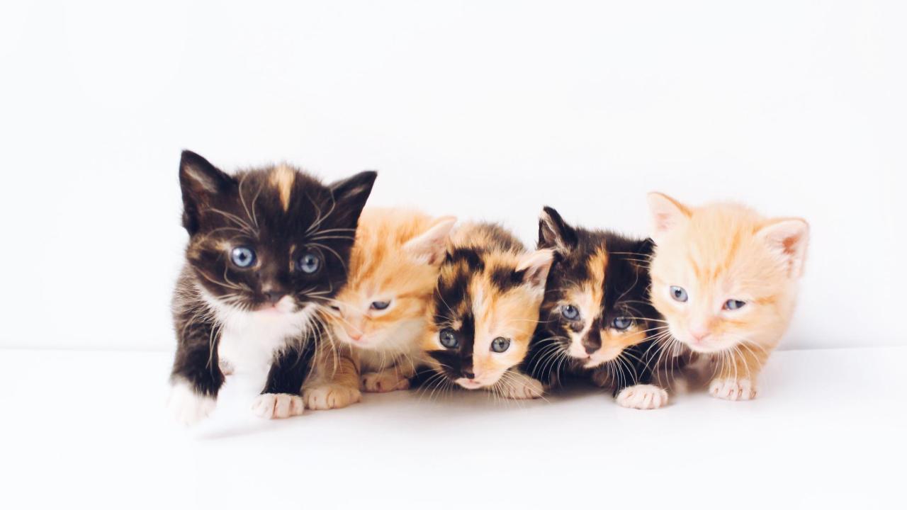 litter of kittens